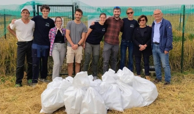 Riso, raccolta conclusa nei campi sperimentali del Pavese: al via le analisi sulle piante TEA