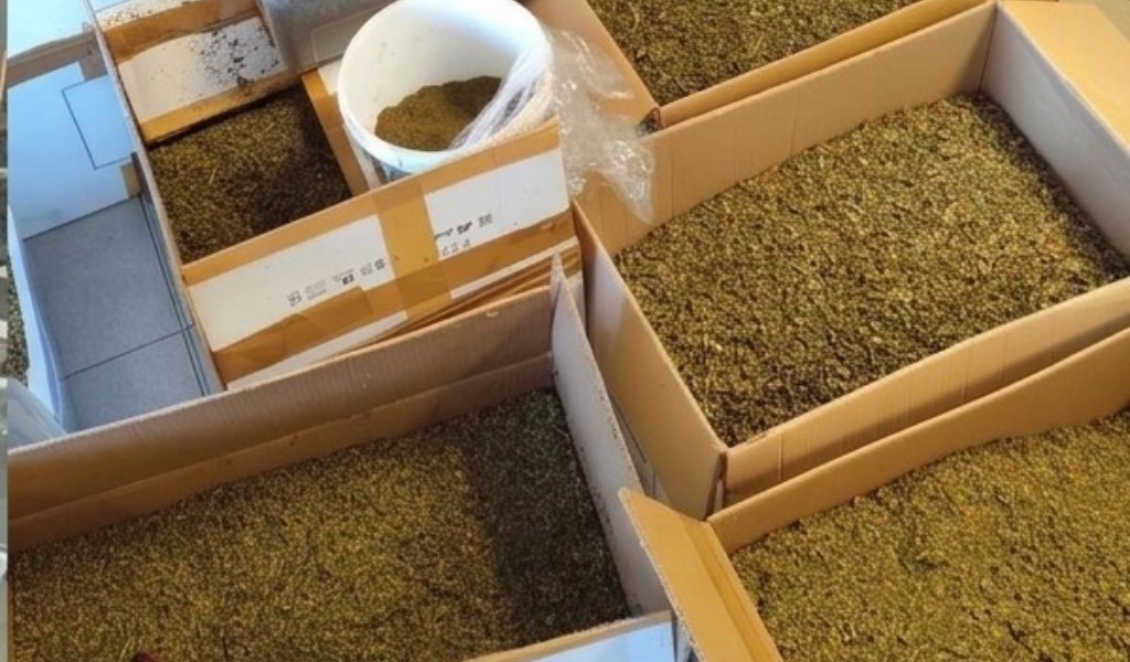 Centrale di spaccio in Lomellina: sequestrati 53 chili di marijuana, tre arresti
